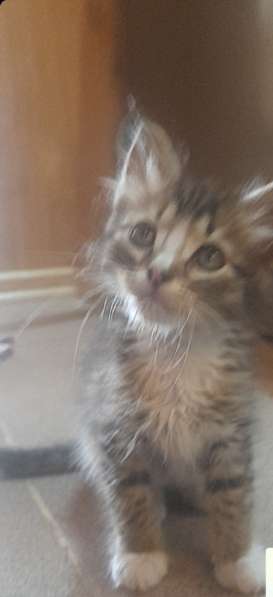 Котята в Домодедове фото 9