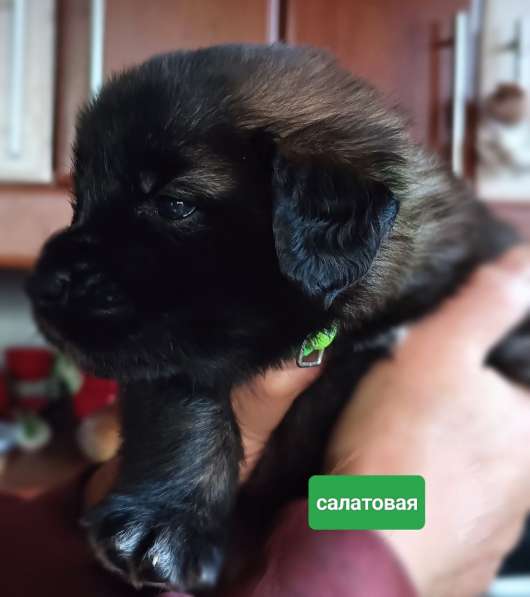 Восхитительные щенки породы леонбергер в Москве фото 4