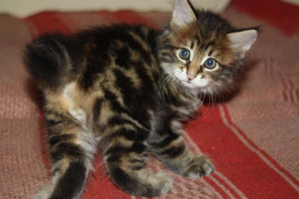 Курильский бобтейл - котята золотого окраса в Краснодаре фото 12