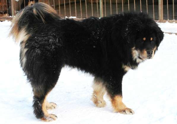 Тибетский мастиф - лучший страж на территории в Москве фото 117