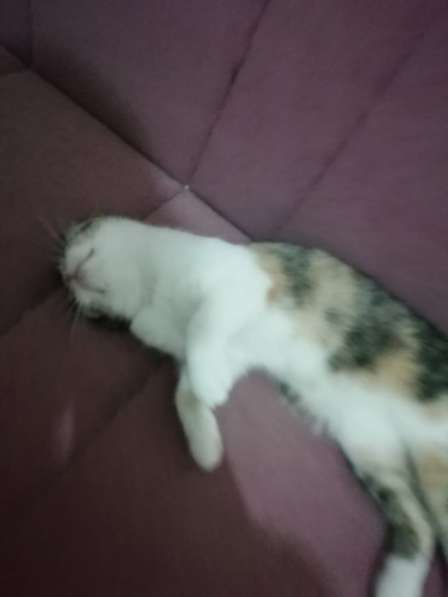 Scottish Fold calico в фото 3
