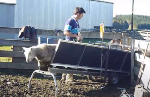 Ветеринарный станок для овец коз МРС для ферм от Шипмастер