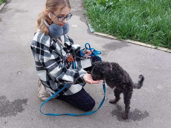 Выгул и дрессировка собак в Нижнем Новгороде