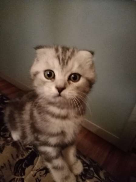 Продается кошечка в Анапе фото 7