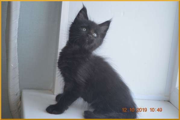 Великолепные котята мейн-кун из питомника в Волгограде фото 228