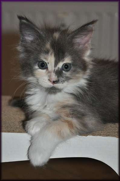 Котята Мейн-Кун в Санкт-Петербурге