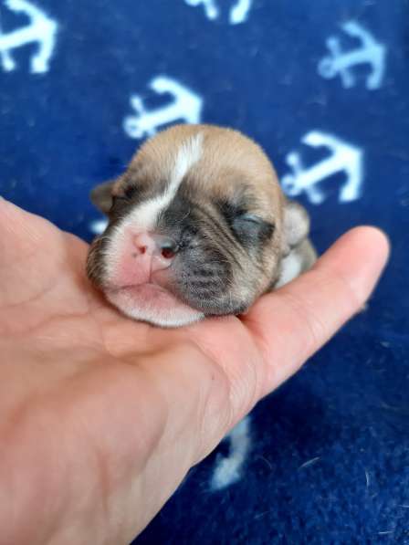 Милые мальчики и девочки Амстаффа резерв ркф в Москве фото 40