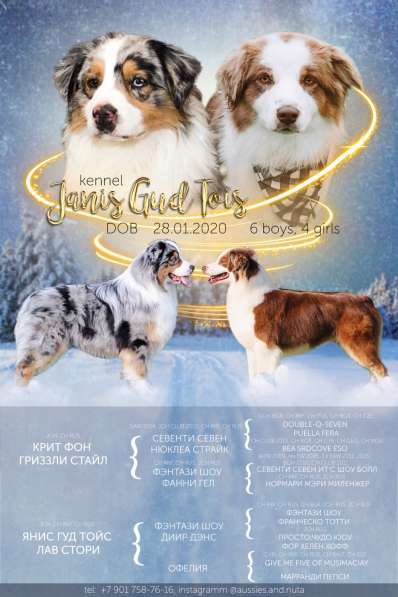 Щенки австралийской овчарки (аусси)