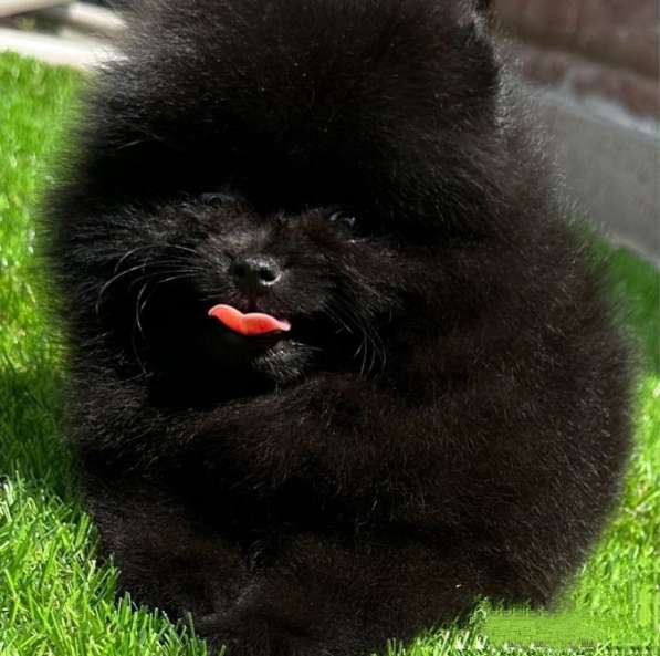Померанский шпиц. Black в фото 9