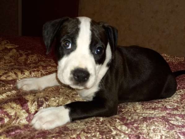 Продаю щенков амстаффа в Москве