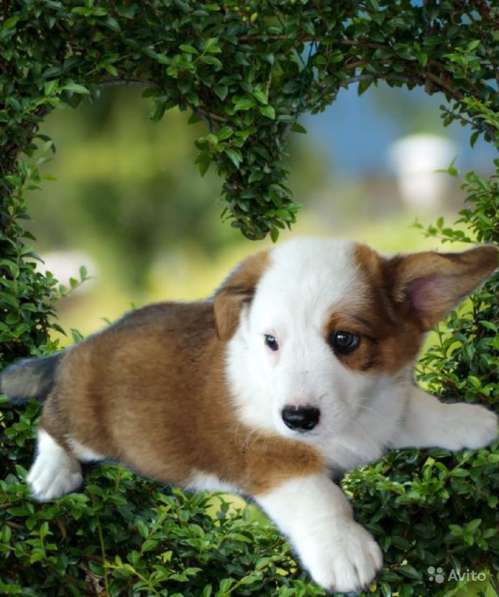 Мальчики вельш корги кардиган в фото 9