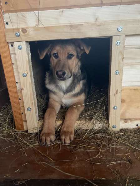 Молодая дворянка Медынь ищет добрый дом в Москве фото 3