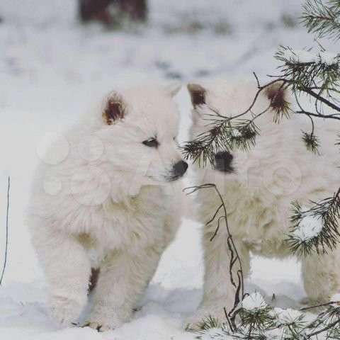 Щенки БШО в Москве фото 57