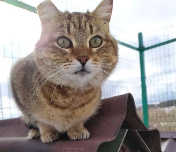 Ласковый мурлыка в Санкт-Петербурге фото 34