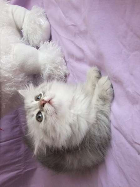 Котенок шотландской вислоухой в Санкт-Петербурге фото 7