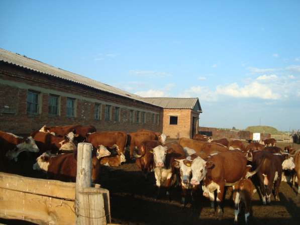 Продаются животноводческие фермы