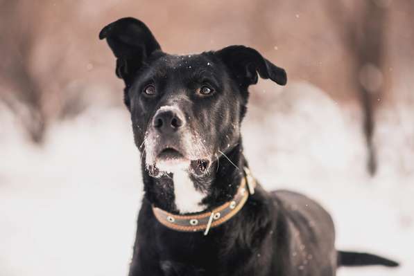 Статный красавец Виконт ищет семью в Москве фото 18