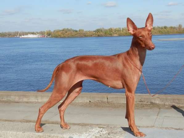 Продам щенков Чирнеко дель Этна в Нижнем Новгороде фото 17