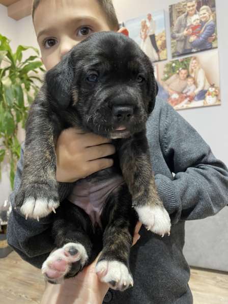 Щенки кане-корсо в Феодосии фото 14