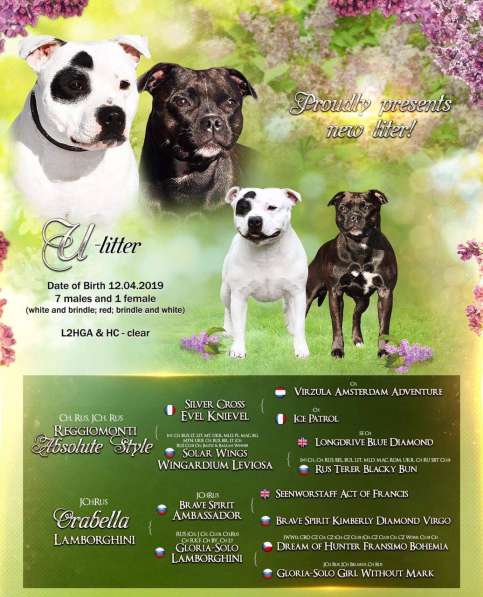 Продажа стаффбуля в Калининграде фото 18