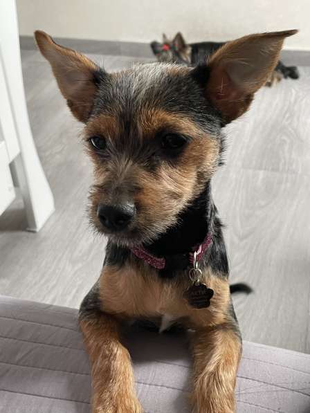 Щенок в самые добрые и ответственные руки