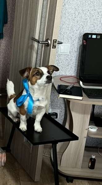 Вязка в Омске