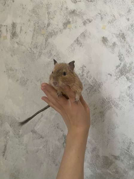 Белочки дегу из питомника в Москве