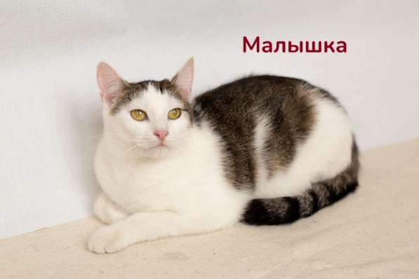 Чудесные кошечки-сестрички Малышка и Мура в дар в фото 5