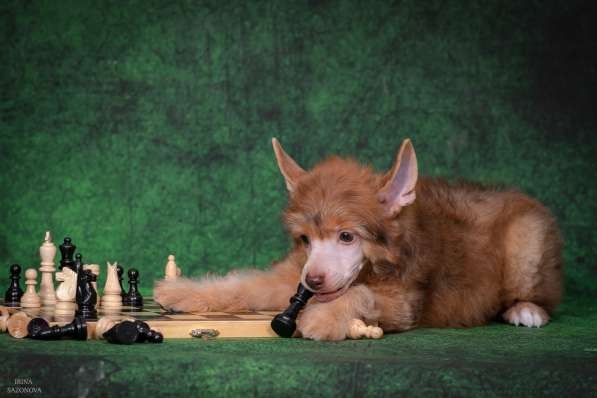 КХС в Москве