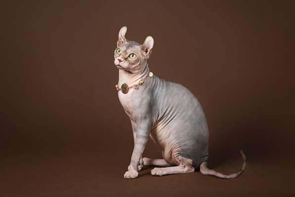 Питомник Эльфов, бамбино, Двэльфов, сфинксов в Находке фото 17