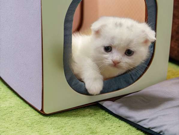 Шотландский белый вислоухий котёнок / Scottish Fold (white) в фото 10