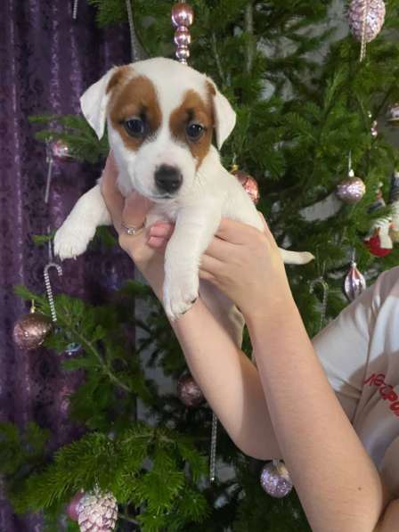 Предлагаются к продаже щенки Джен Рассол Терьер!