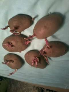 картофель семенной с ростками для посадк
