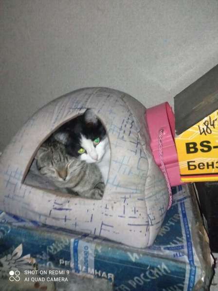 Наимилейший котик Матис ищет любящего хозяина! в Москве фото 3