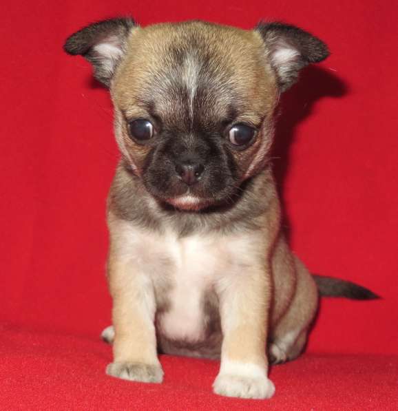 Чихуа девочка гш в Санкт-Петербурге фото 3