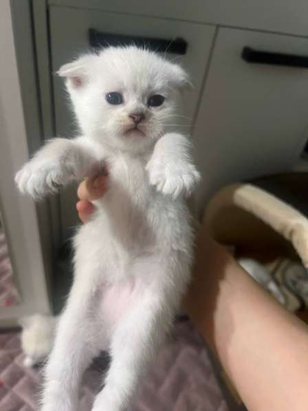 Котенок в Махачкале