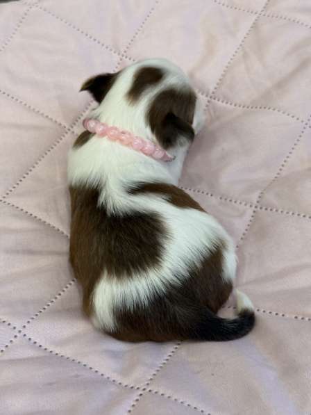 Йоркширский терьер цветной в Сургуте фото 10