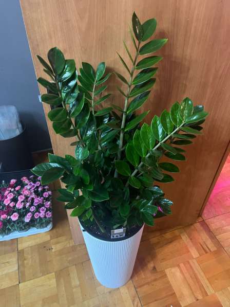 Замиокулькас большой пересаженный в Москве фото 6