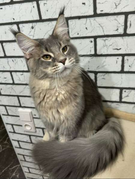 Кот Мейн-кун в Волгограде фото 3