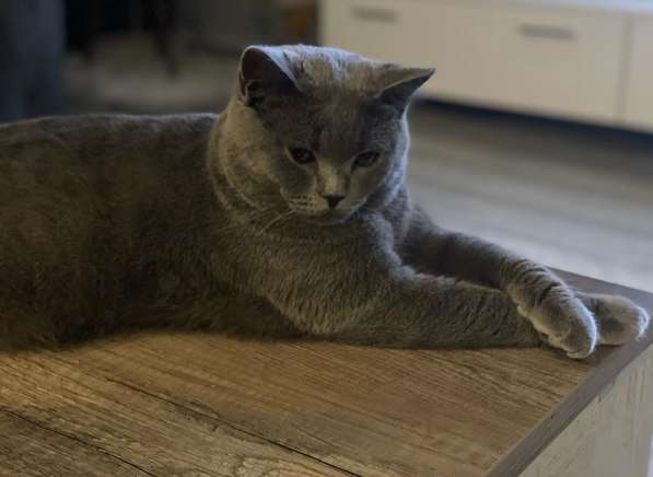 Продаю BKH лиловаго котёнка в фото 4