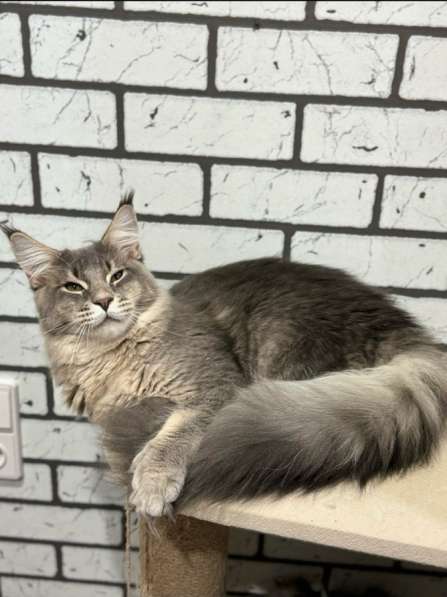 Кот Мейн-кун в Волгограде