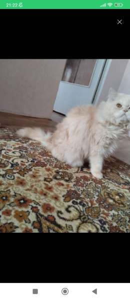 Вязка кот перс в фото 3