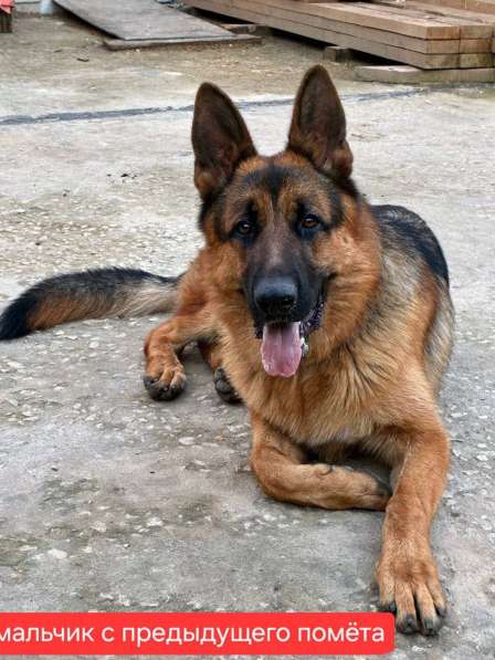 Немецкая овчарка, щенок в Липецке фото 3