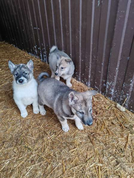 Щенки Западно-сибирской лайки от Чемпиона