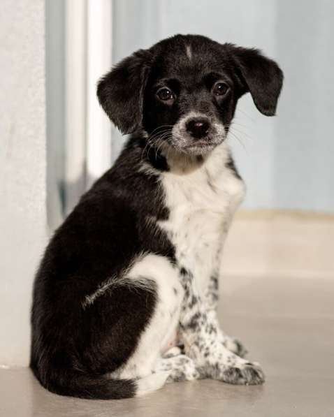 Пять маленьких сердец ищут дом в Москве