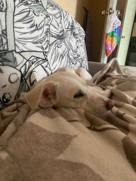 Щенок в дар в Колпино фото 3