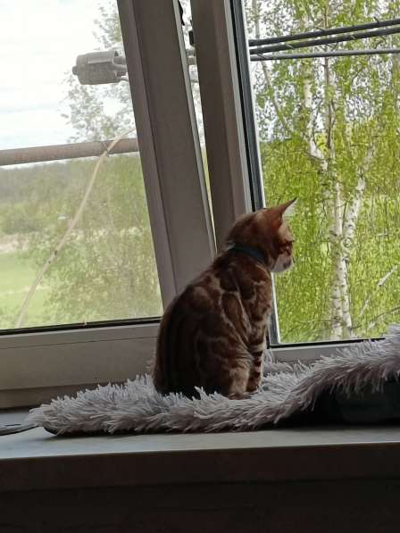 Бенгальские котята в Лобне фото 5