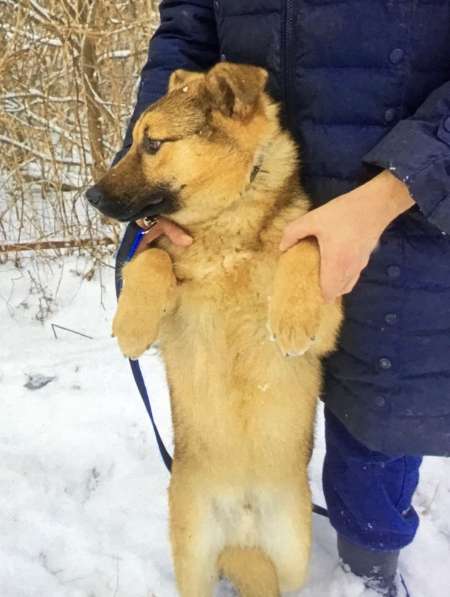 Щенок подросток Тёма ищет дом и семью в Москве фото 7