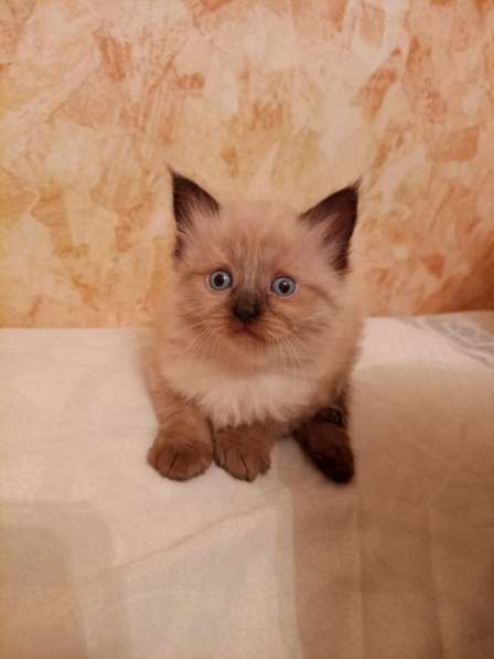 Отдам в добрые руки котят