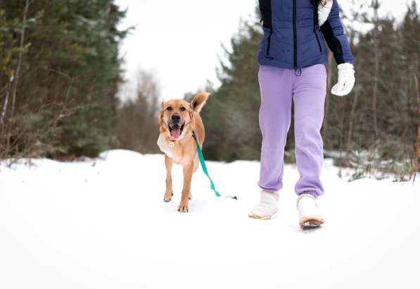 Тома. Сильная девочка палевого окраса в Москве